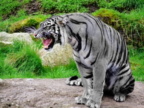 Sneering tiger